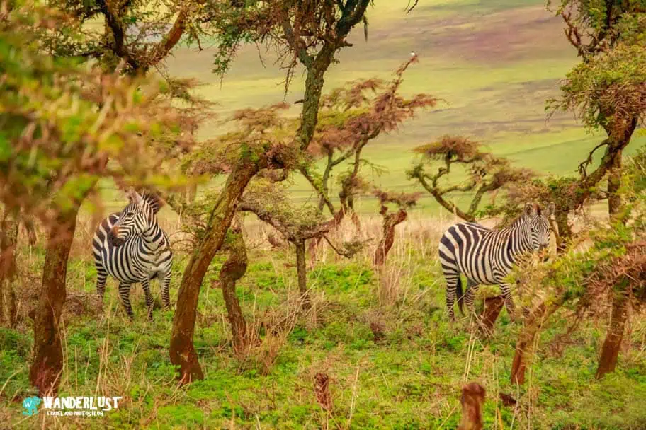 Ngorongoro Crater Safari