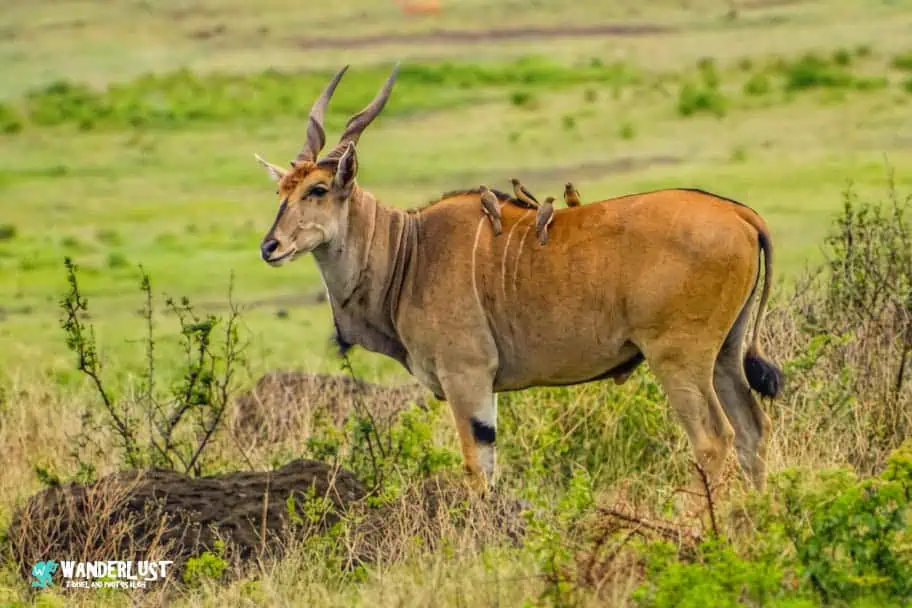Ngorongoro Crater Safari