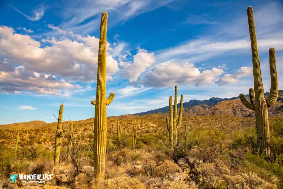 Saguaro National Park, USA