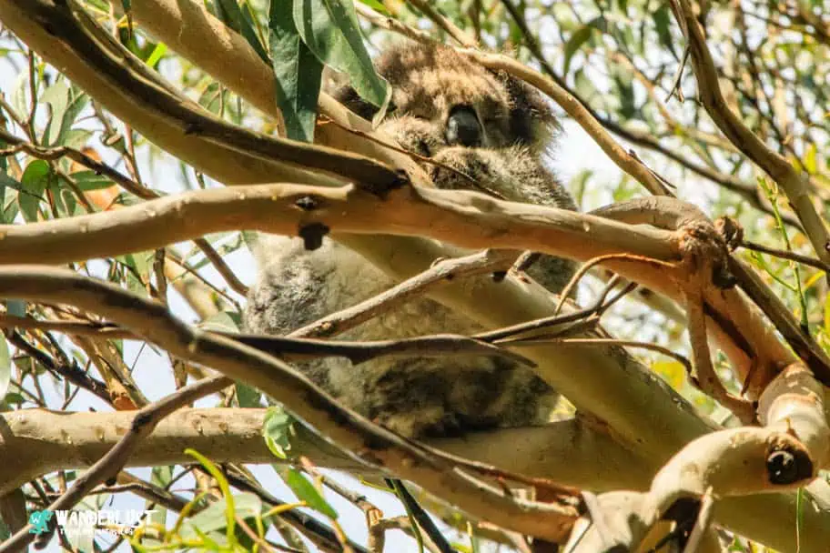 Koala Australia and New Zealand Planning