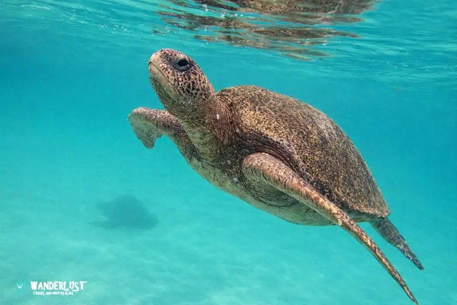 Sea Turtles in Máncora