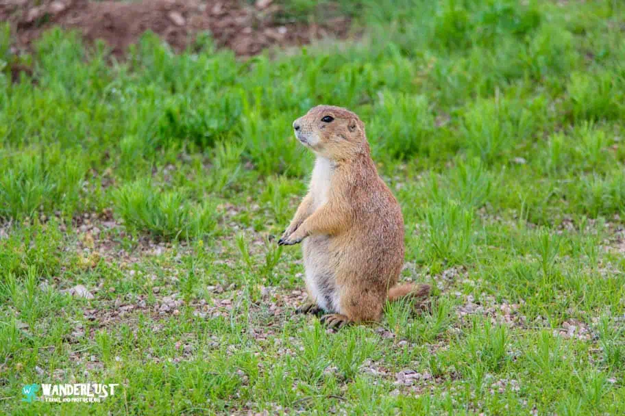 Roberts Prairie Dog Town Roberts Prairie Dog Town