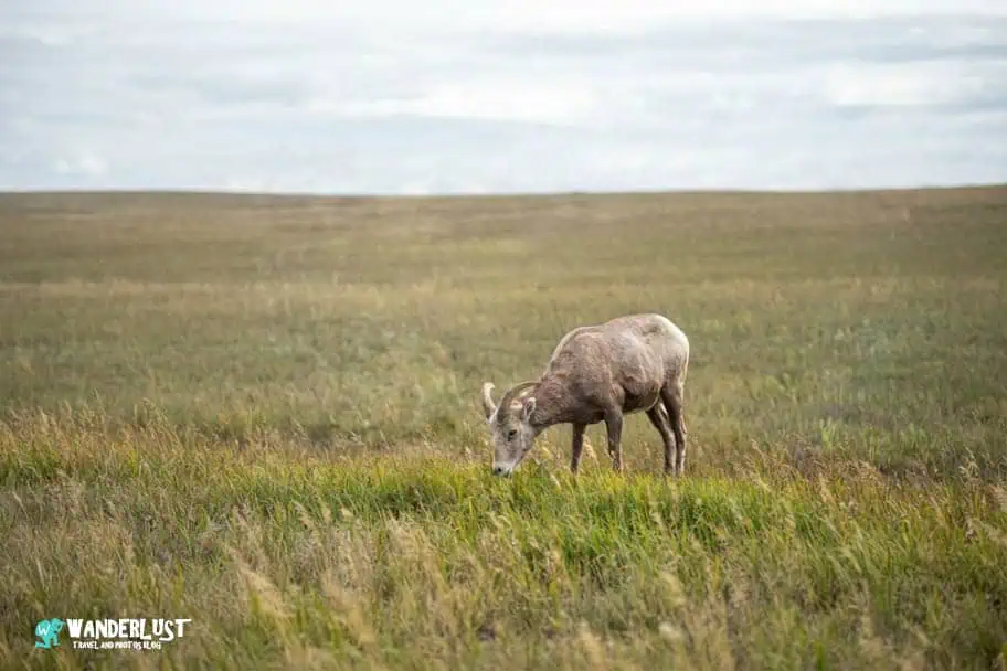 Badlands National Park Badlands National Park Guide