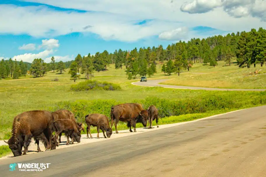 Custer State Park