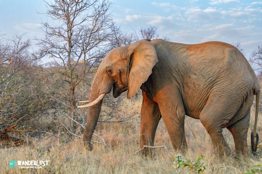 Greater Kruger National Park Safari