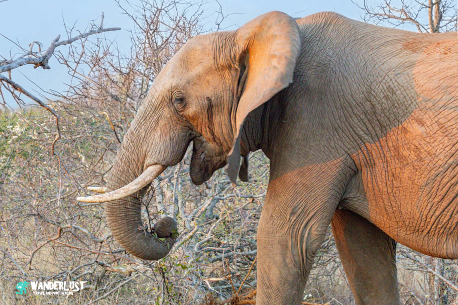 Greater Kruger National Park Safari