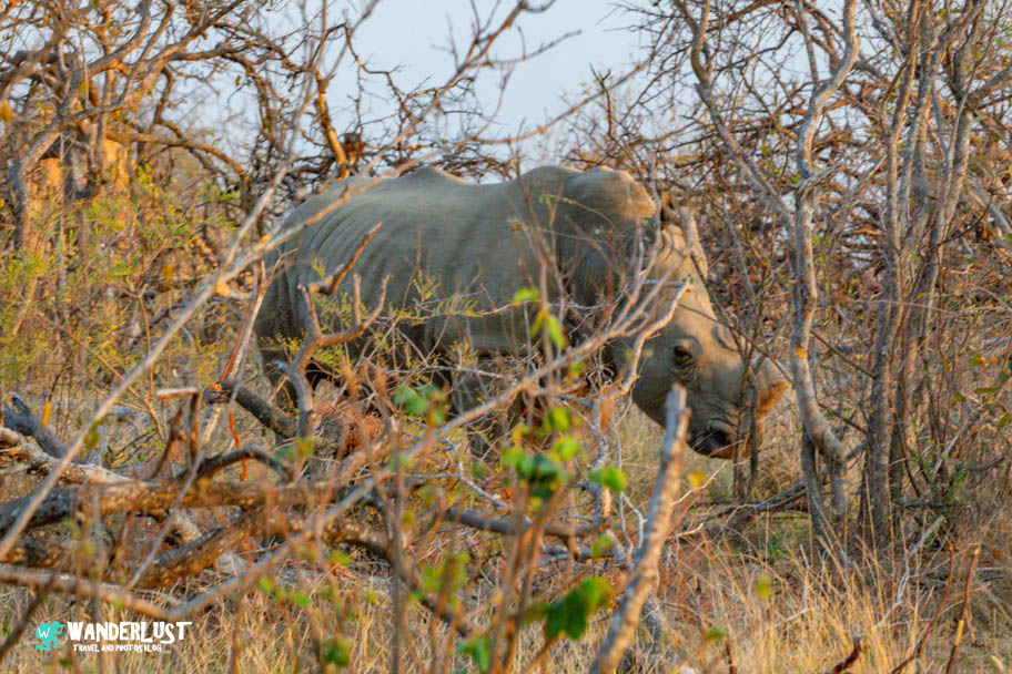 Greater Kruger National Park Safari