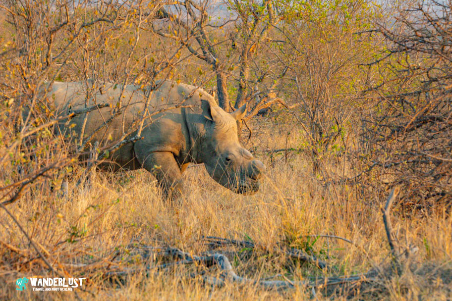 Greater Kruger National Park Safari