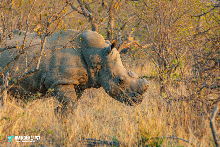 Greater Kruger National Park Safari