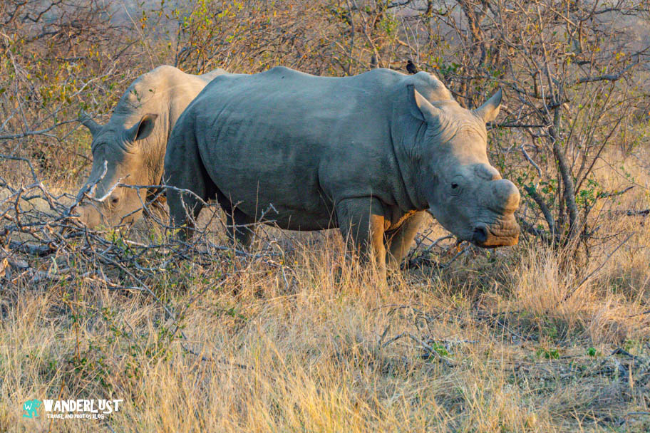 Greater Kruger National Park Safari