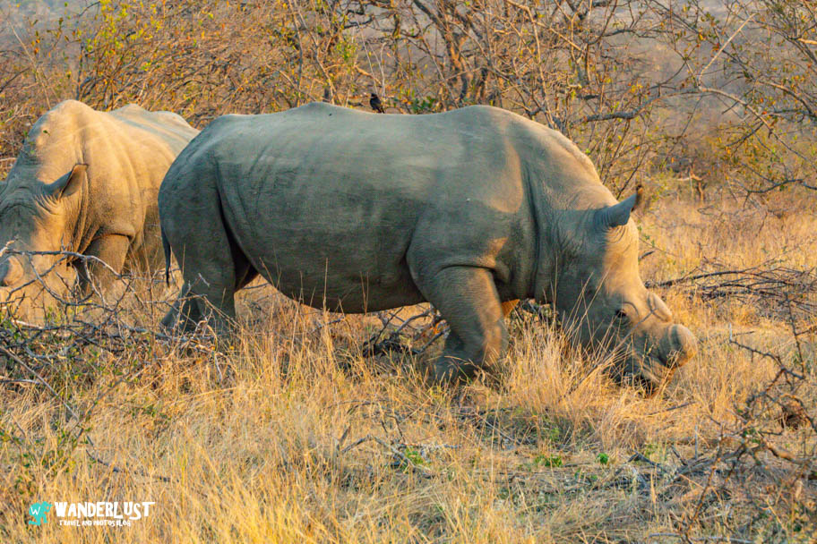 Greater Kruger National Park Safari