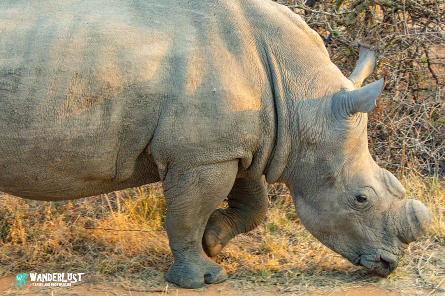 Greater Kruger National Park Safari