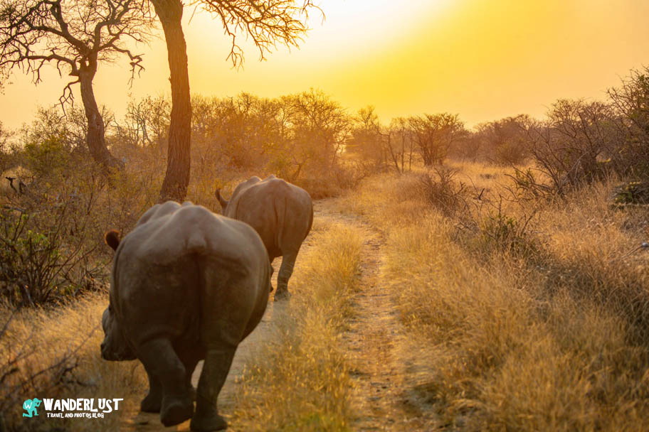 Greater Kruger National Park Safari