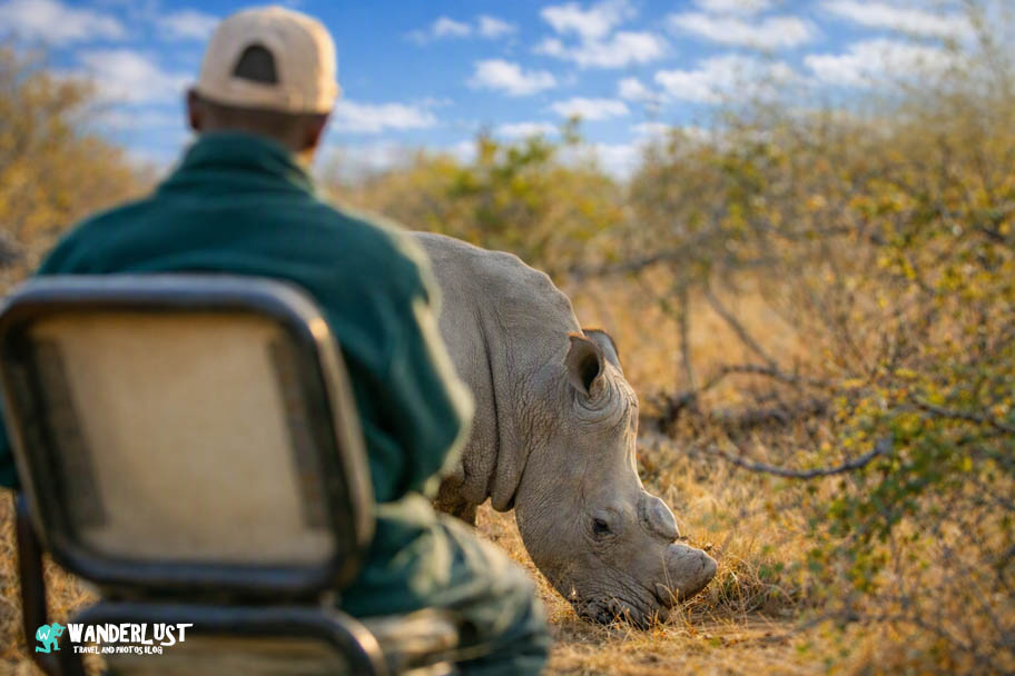 Greater Kruger National Park Safari