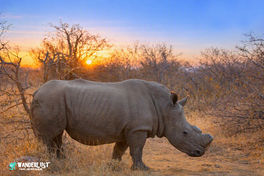 Greater Kruger National Park Safari