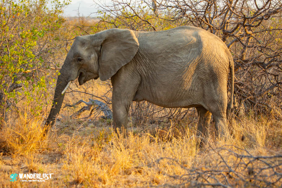 Greater Kruger National Park Safari