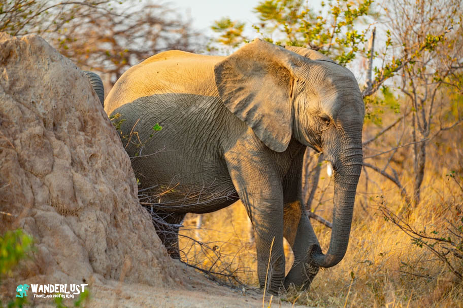 Greater Kruger National Park Safari