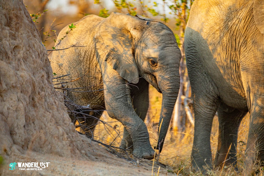 Greater Kruger National Park Safari