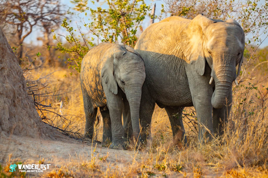 Greater Kruger National Park Safari