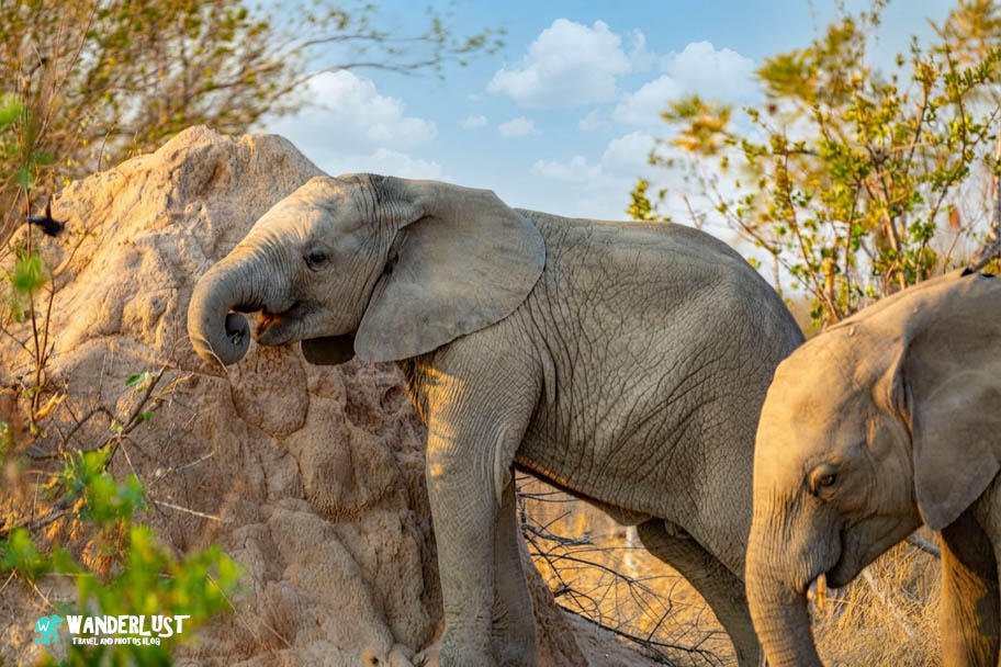 Greater Kruger National Park Safari