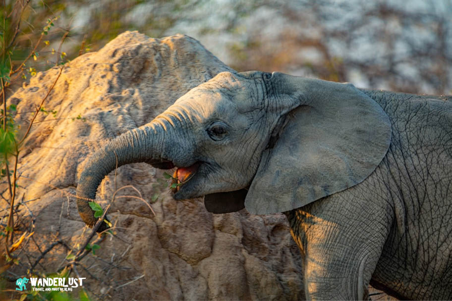 Greater Kruger National Park Safari