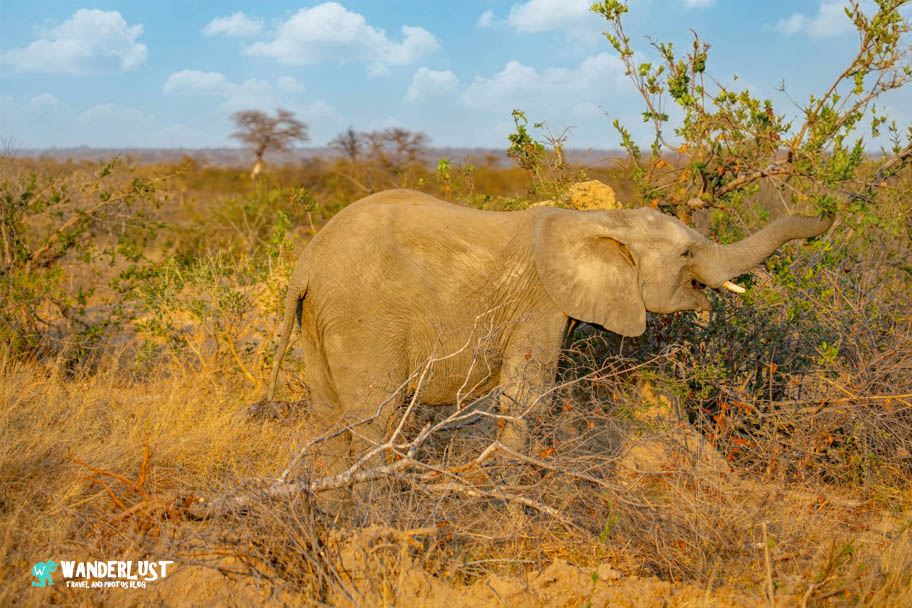 Greater Kruger National Park Safari