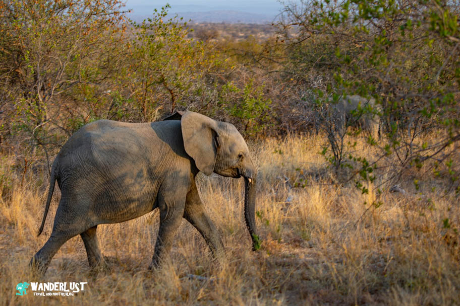 Greater Kruger National Park Safari