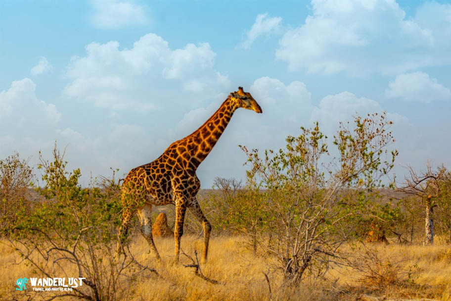 Greater Kruger National Park Safari