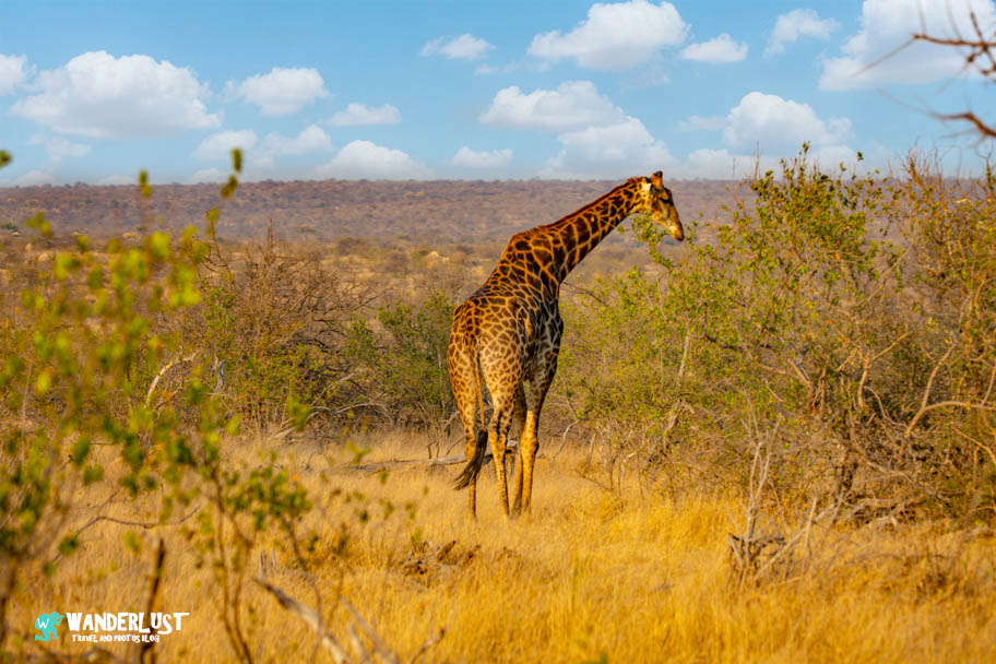 Greater Kruger National Park Safari