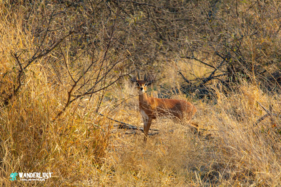 Greater Kruger National Park Safari