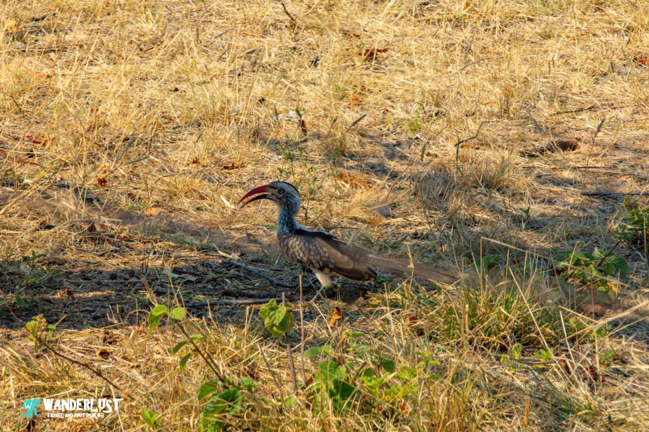 Greater Kruger National Park Safari