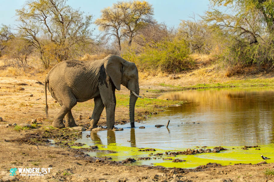 Greater Kruger National Park Safari