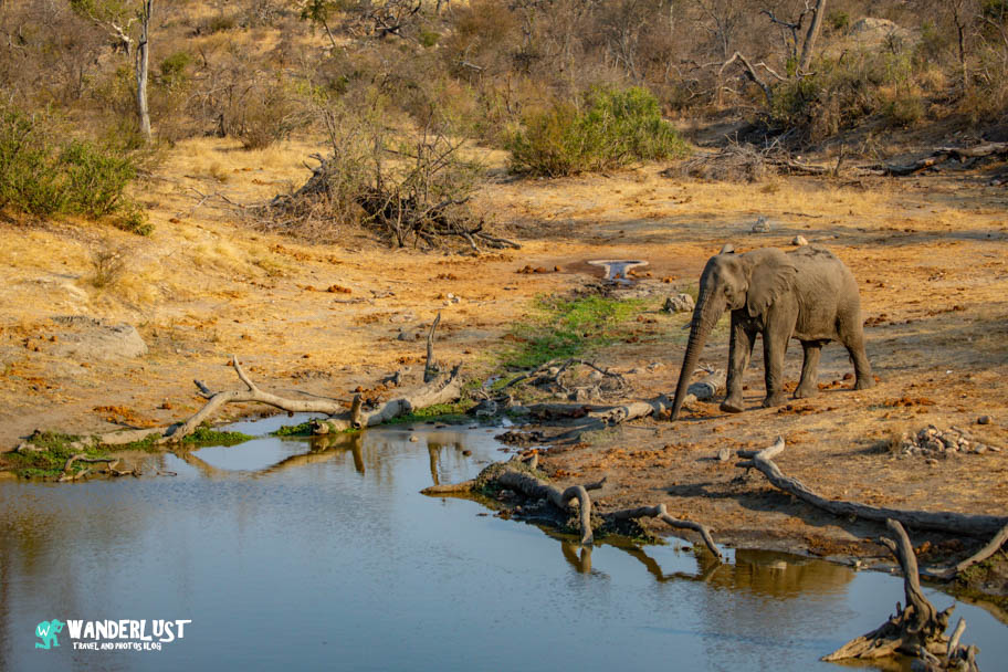 Greater Kruger National Park Safari