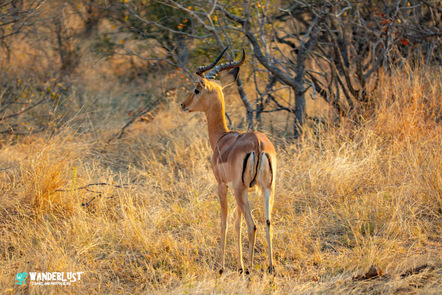 Greater Kruger National Park Safari