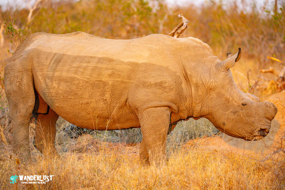 Greater Kruger National Park Safari