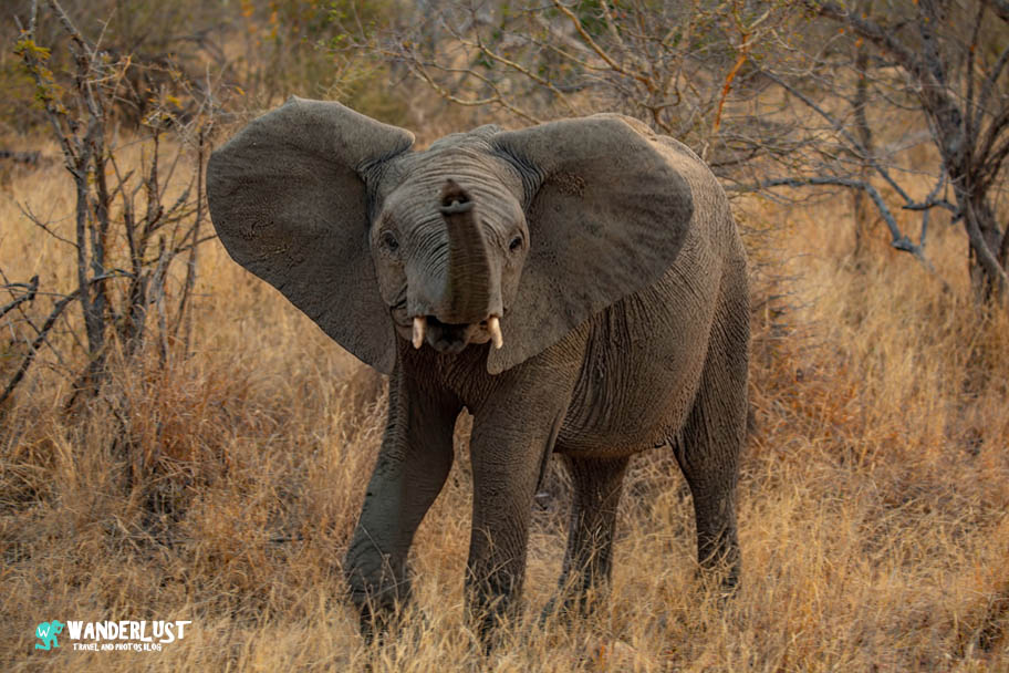 Greater Kruger National Park Safari