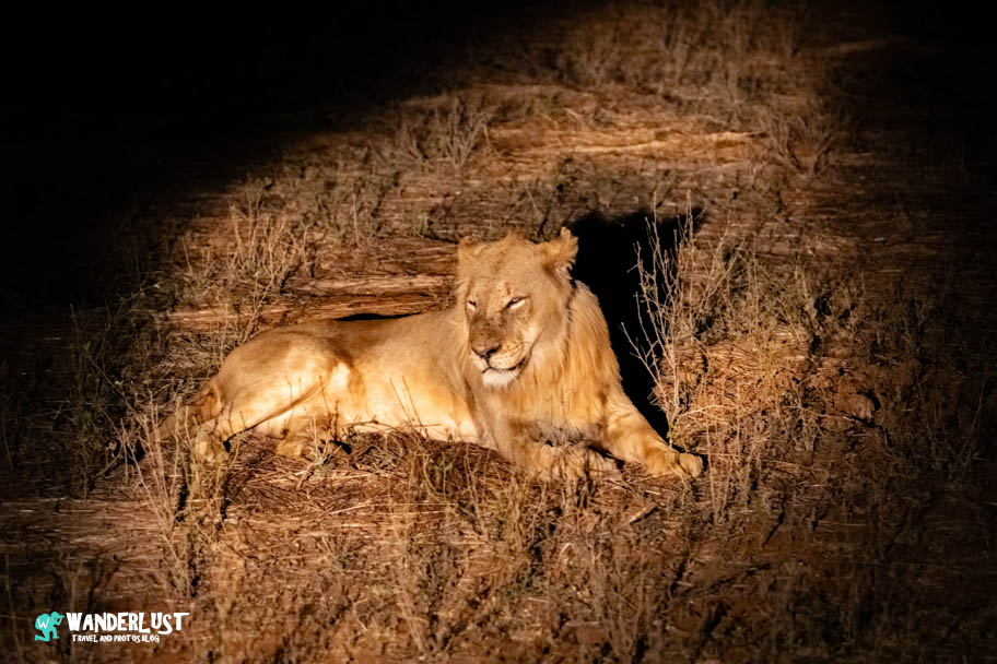 Greater Kruger National Park Safari