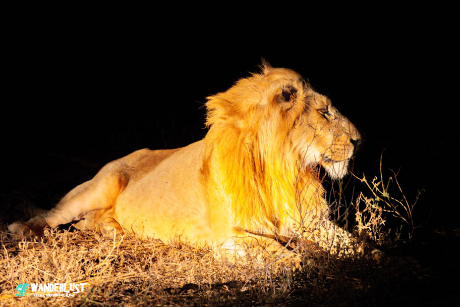 Greater Kruger National Park Safari