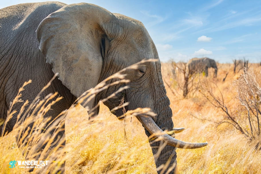 Greater Kruger National Park Safari
