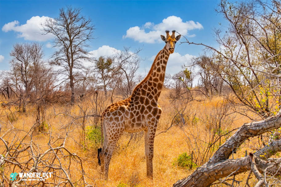 Greater Kruger National Park Safari