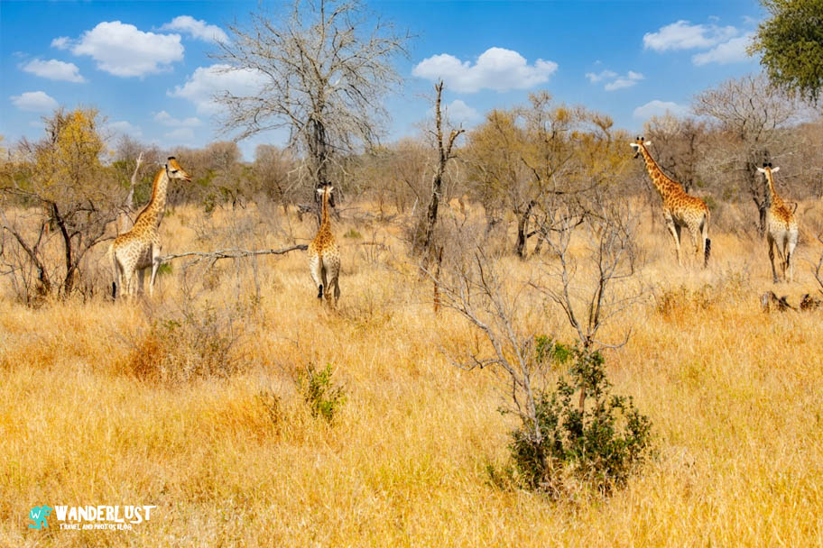 Greater Kruger National Park Safari