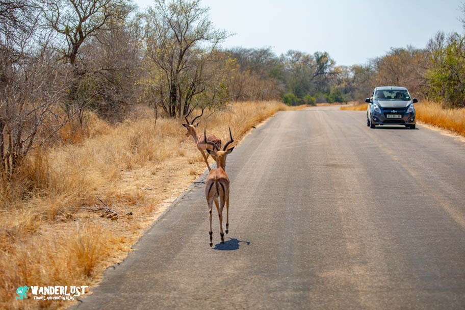 Greater Kruger National Park Safari