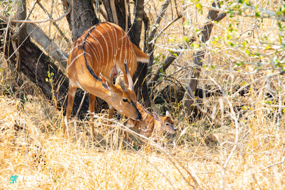 Greater Kruger National Park Safari