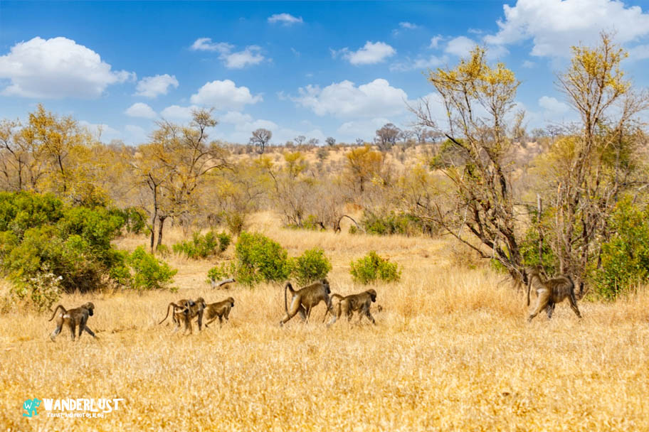 Greater Kruger National Park Safari