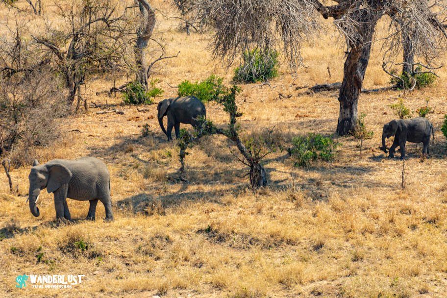 Greater Kruger National Park Safari