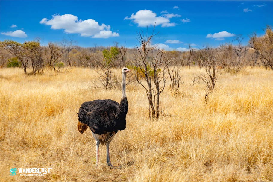 Greater Kruger National Park Safari