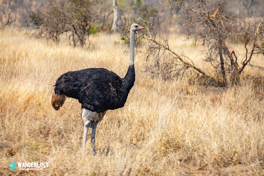 Greater Kruger National Park Safari