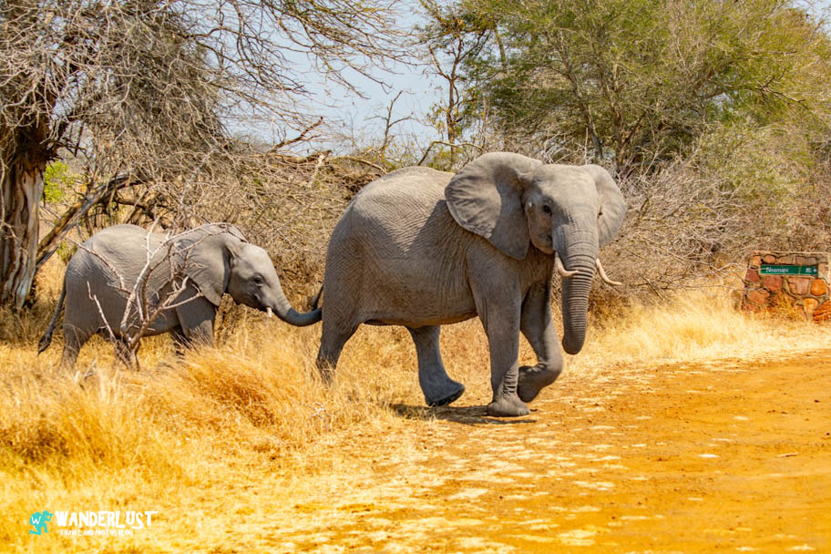 Greater Kruger National Park Safari