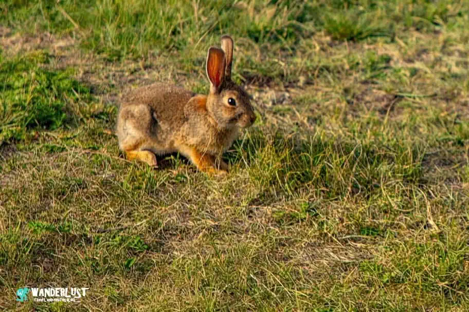 Rabbit it Palisades State Park