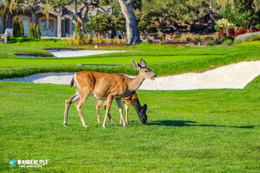 Pebble Beach Course Review